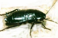 img_0007_oriental cockroach