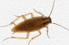 img_0008_german-cockroach