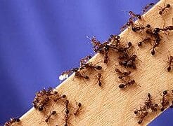 new fire ants